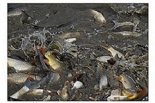  水產養(yǎng)殖水體的溶氧量如何提高